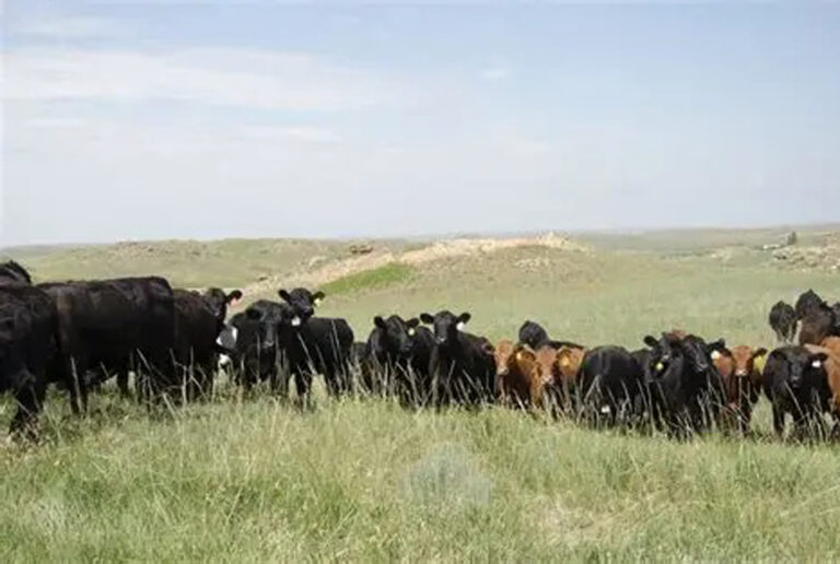 cows